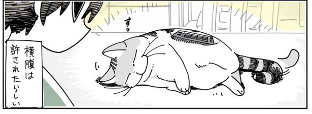 「ネコに乗せたくなる」10/10