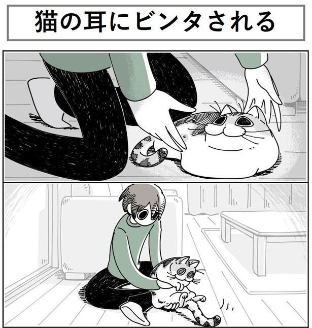 「ネコの耳にビンタされる」1/8