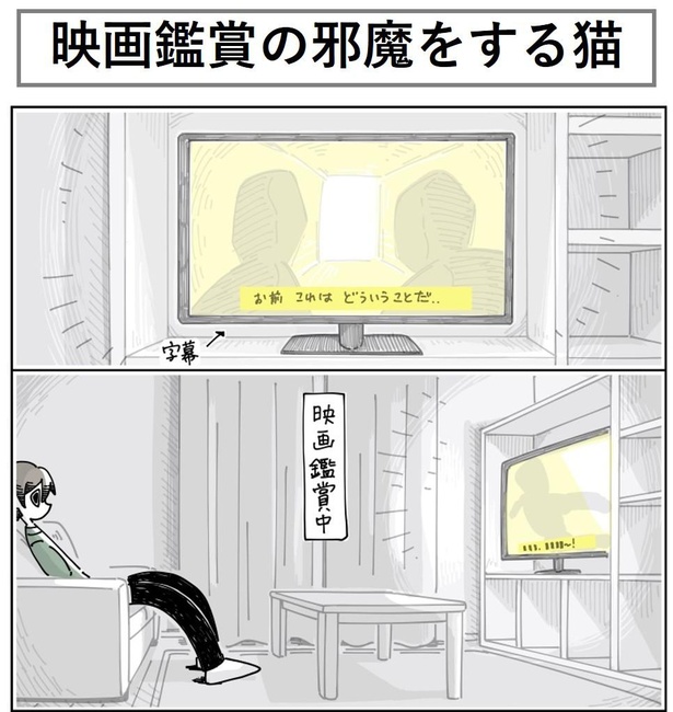 「映画鑑賞をジャマするネコ」1/7