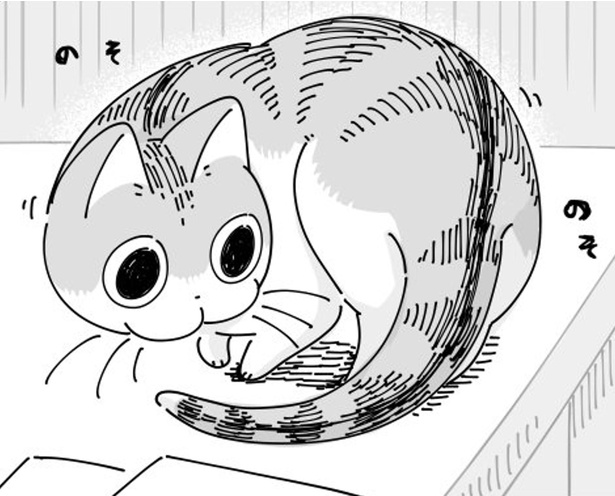 クルクル回って座るネコ の 謎行動 に胸キュン 愛猫の あるある を描いた漫画が話題 ウォーカープラス