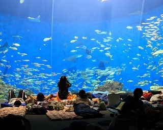 GW限定！夜の水族館で一夜を過ごす「ナイトステイ」が鴨川シーワールドで開催