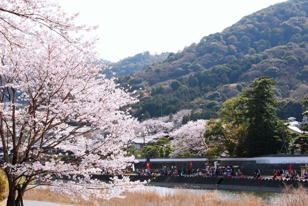 花見屋台に夜桜ライトアップ おかげ横丁の 五十鈴川桜まつり がイチオシ ウォーカープラス