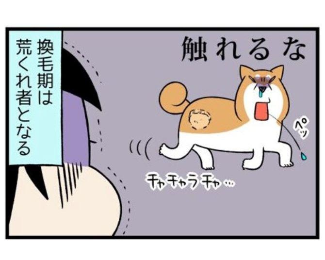 柴犬あるある？我が道を行く柴犬・どんぐりと2匹の拾い猫のコミックエッセイがかわいくてためになる！