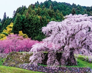 すべて樹齢300年以上！奈良・宇陀が誇る三名桜