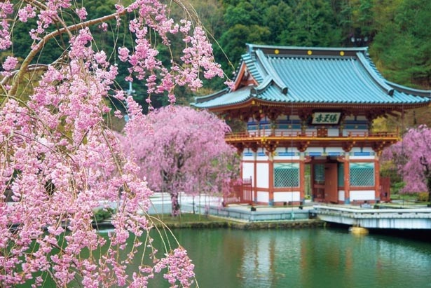 黄色い桜が花開くなど､珍しい花びらもちらほら。3月下旬からはヒカンザクラが咲き始めるため、長期間でいろんな桜を見られる/勝尾寺