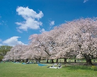 幹事必見！「お花見＆桜ピクニック」名所5選
