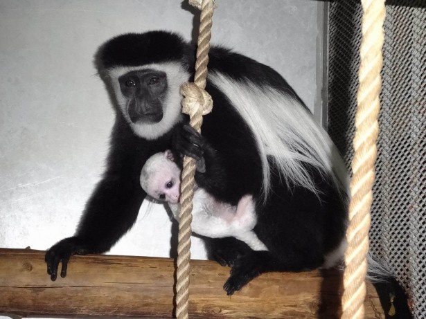 旭山動物園・2016年12月に生まれたアビシニアコロブスの赤ちゃんとアビー(2017年1月撮影)
