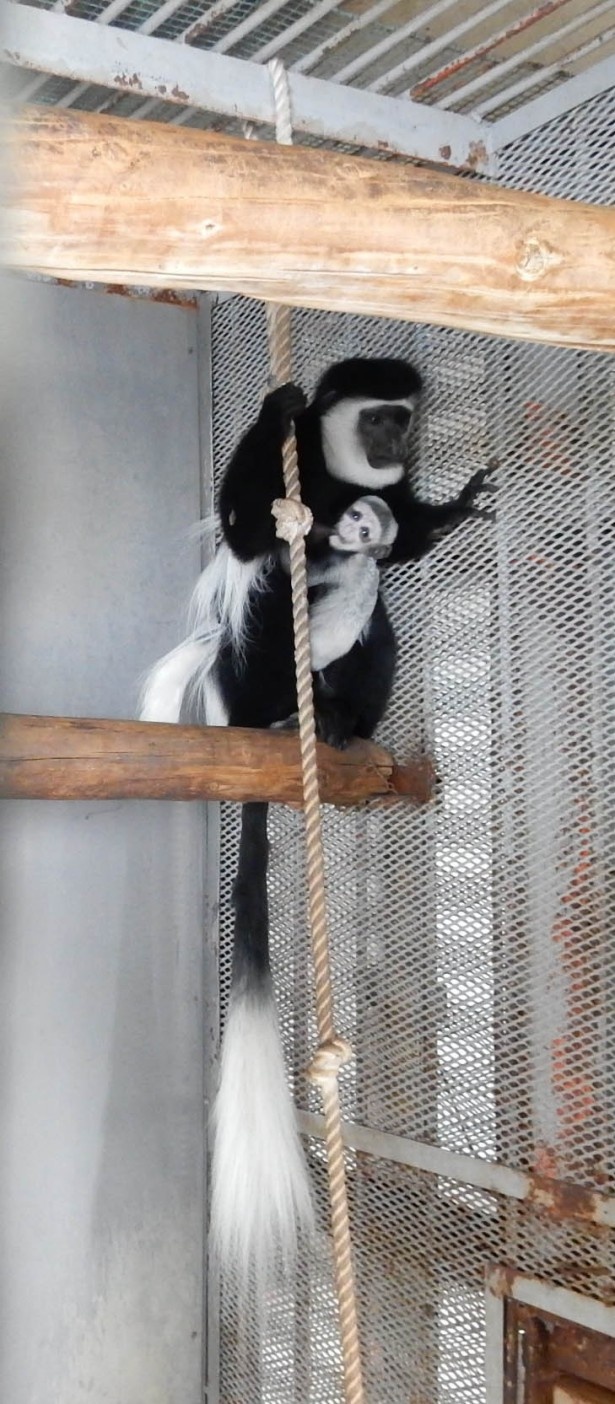 旭山動物園・アビシニアコロブスの親子