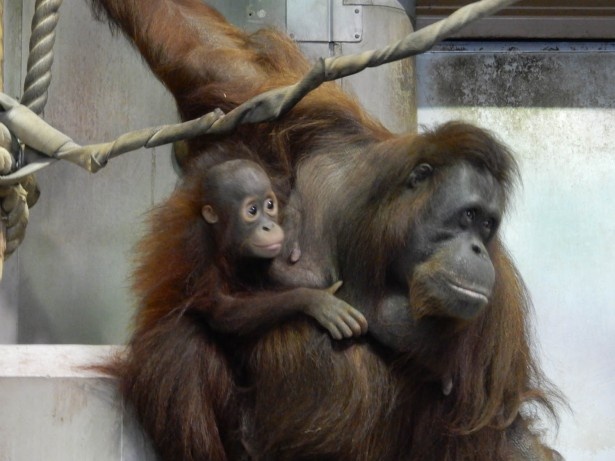 画像6 7 旭山動物園 アビシニアコロブスの赤ちゃんはまったく親に似ていない ウォーカープラス