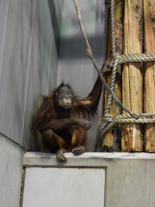 画像7 7 旭山動物園 アビシニアコロブスの赤ちゃんはまったく親に似ていない ウォーカープラス