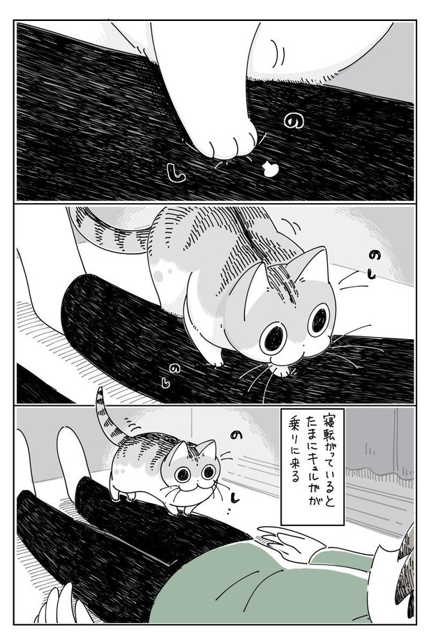 愛猫の 重さ も くすぐったさ も愛おしい 飼い主のお腹の上を 探検 するネコ漫画に共感の嵐 ウォーカープラス