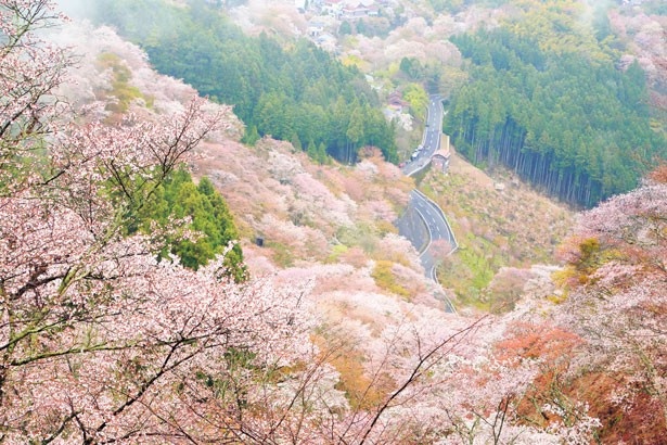 「一目千本」と呼ばれるほどの絶景が楽しめる。花矢倉展望台からの眺めが特に見事/千本桜