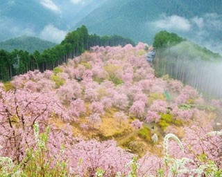 超絶景の天空に浮かぶ桜の庭園！無数のシダレザクラが咲く奈良・吉野「高見の郷」