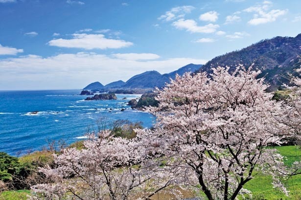 桜のバックに丹後松島の壮大な風景が。大小さまざまな島と日本海、そして桜を同時に眺める贅沢な時間を/丹後松島展望所