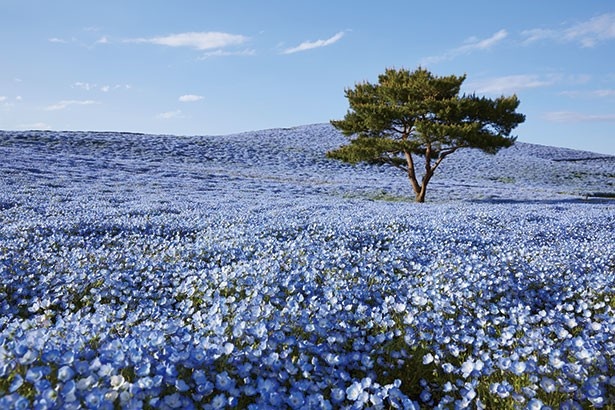 花々が魅せる青の絶景 ローカル線で巡る茨城日帰り旅 ウォーカープラス