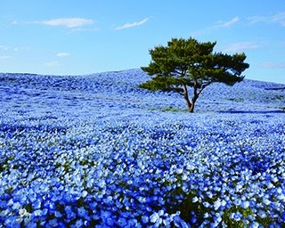 花々が魅せる青の絶景＆ローカル線で巡る茨城日帰り旅