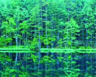 新緑の蓼科高原で不思議な森の風景に出会う