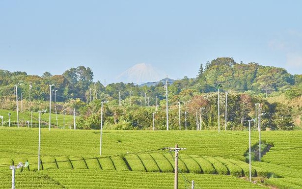 【写真】今後、茶農家約8割が茶業継続が困難になると言われている