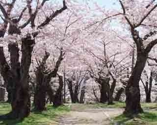 【ドライブコース編】寿司も温泉も！　1000本の桜が咲く森町・青葉ヶ丘公園へ