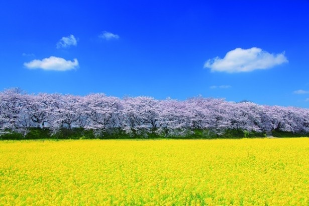 1000本の桜と菜の花畑で幸せ色に染まる彩の国の春 ウォーカープラス