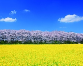 1000本の桜と菜の花畑で幸せ色に染まる彩の国の春