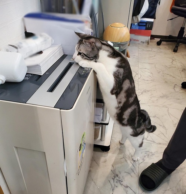 ■画像をクリックで次へ！／職場の機械が気ににゃる？「お手伝いするニャン」