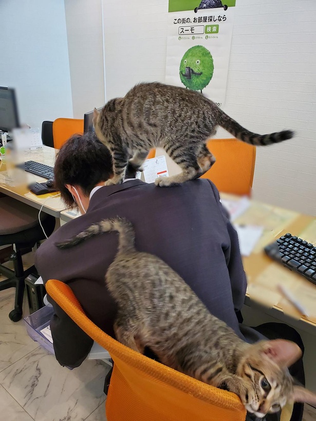 ■画像をクリックで次へ！／引き出しから書類を取り出そうとしたスキに肩にジャンプ！