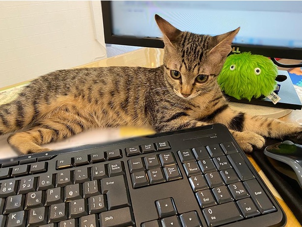■画像をクリックで次へ！／キーボードのカチャカチャ音が気になるルイくん