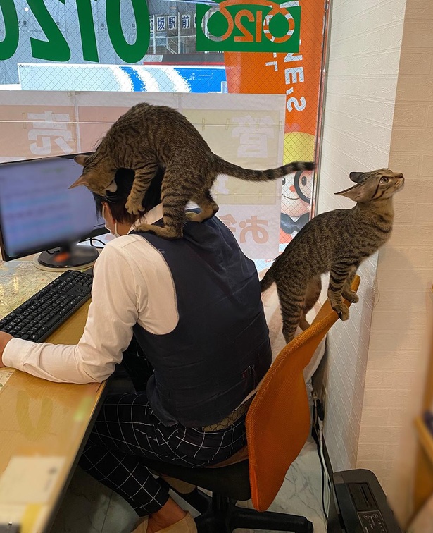 ■画像をクリックで次へ！／ときにはスタッフの髪を毛づくろい