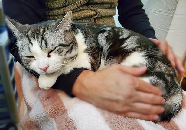  ■画像をクリックで次へ！／飼い主の膝の上で。ハルちゃんは飼い主が大好き！