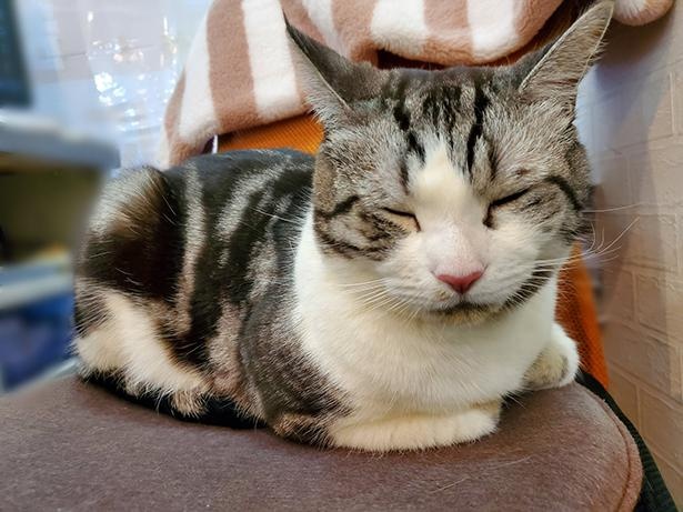 ■画像をクリックで次へ！／ 飼い主のイスでウトウトするハルちゃん