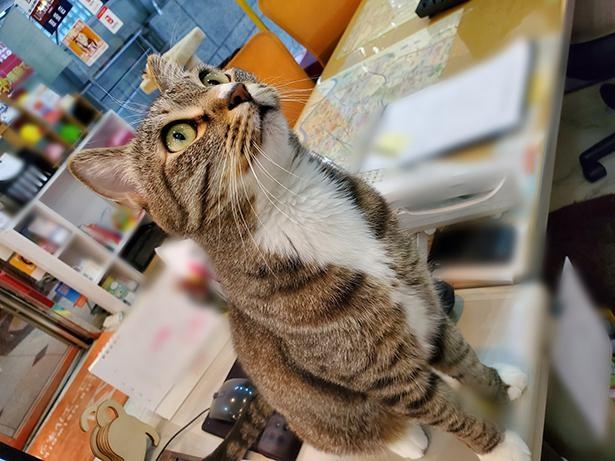 ■画像をクリックで次へ！／ジャンプする直前のトラちゃん。鋭い目つきで棚の上に狙いを定めて…