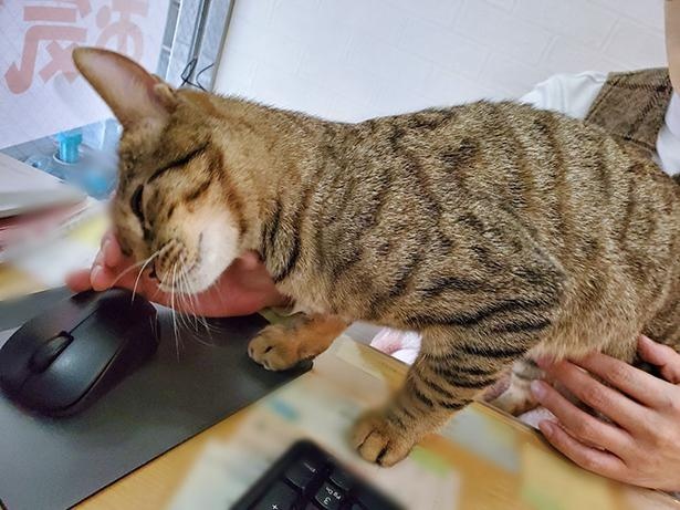 ■画像をクリックで次へ！／マウスに伸びる手に頭を近づけてなでなでアピールをするルイくん