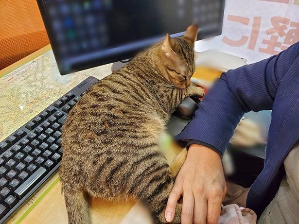 ■画像をクリックで次へ！／撫でてくれないと、どかニャイよ〜