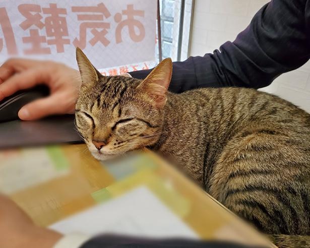 ■画像をクリックで次へ！／お昼寝タイム♪飼い主のスタッフに甘えるルイくん