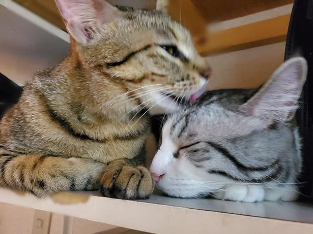■画像をクリックで次へ！／お昼寝中のハルちゃんにちょっかい(？)をかけるルイくん