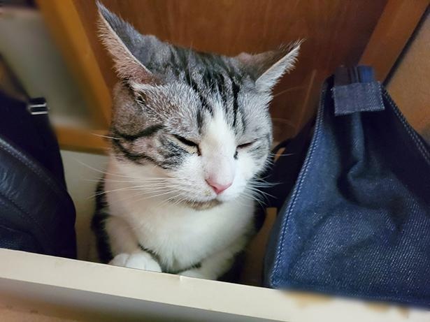 ■画像をクリックで次へ！／棚の上でスヤスヤモードなハルちゃん