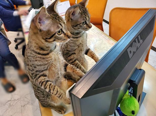 ■画像をクリックで次へ！／猫用動画に興味津々、思わず立ち上がる兄弟ニャンズ。手前がイチタくん、奥がルイくん