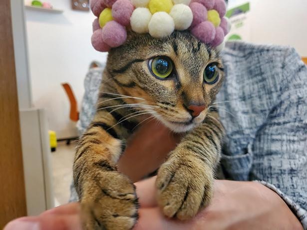 ■画像をクリックで次へ！／Twiiterでもかわいいと好評な、お花を乗せたイチタくん