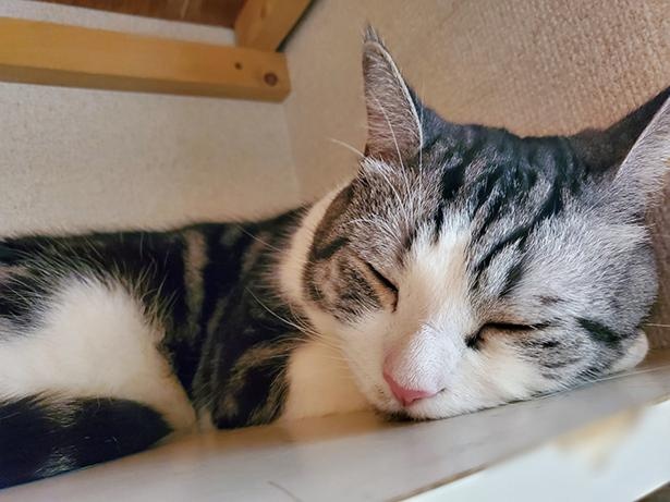 ■画像をクリックで次へ！／いつもの位置でスヤスヤなハルちゃん