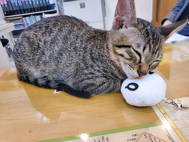 ■画像をクリックで次へ！／ZAQぬいぐるみを枕がわりにお昼寝するイチタくん