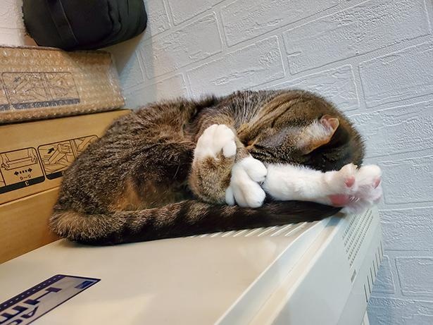 ■画像をクリックで次へ！／トラちゃんはお気に入りの機械の上でぐっすり