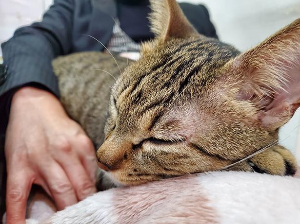■画像をクリックで次へ！／ルイ「飼い主スタッフの膝の上は落ち着くニャァ〜」