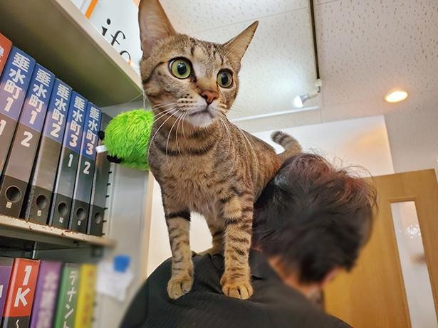 ■画像をクリックで次へ！／肩に乗ってわくわくモードのルイくん