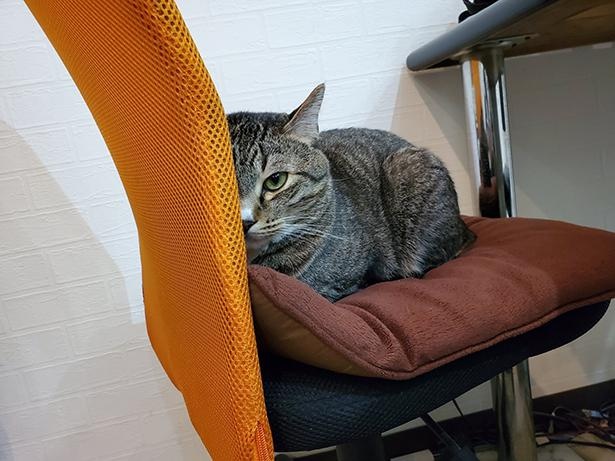 ■画像をクリックで次へ！／ほかの猫ちゃんを撫でる飼い主スタッフに焼きもちMAXなトラちゃん