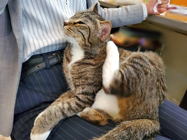 ■画像をクリックで次へ！／実は一番の甘えん坊な最年長のトラちゃん