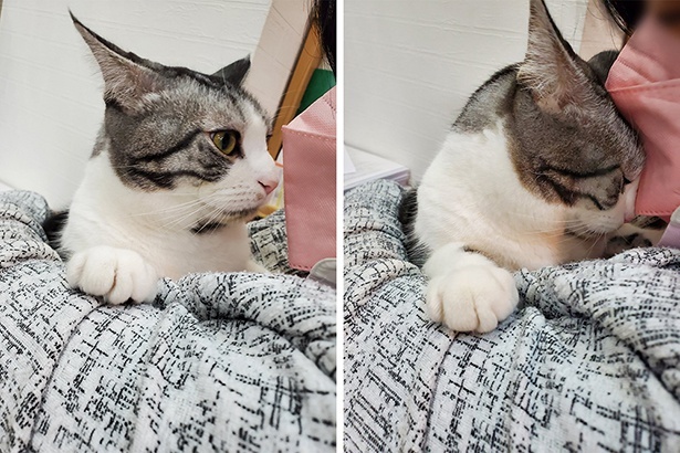 ■画像をクリックで次へ！／頭をスリッと、飼い主のスタッフに甘えるハルちゃん
