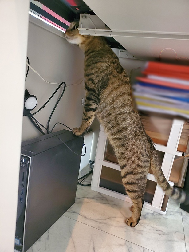■画像をクリックで次へ！／デスクの隙間からニャルソックするルイくんを横から激写！