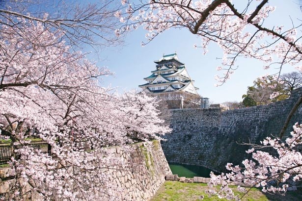 【写真を見る】大阪城天守閣をはじめ大手門など13棟もの重要文化財と桜が織り成す絶景が広がる。中心はソメイヨシノだが、シダレザクラなどの姿も/大阪城公園