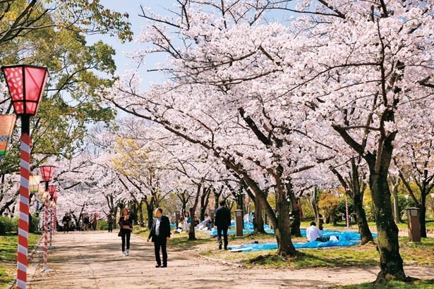 西の丸庭園(有料)はソメイヨシノを中心に約300本が彩る園内有数の名所｡芝生にシートを敷いてのんびり観賞できる/大阪城公園
